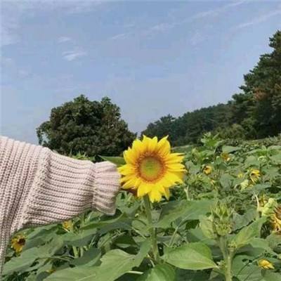 果盘雄霸江湖手游下载